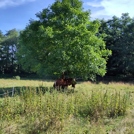 Gaestehaus Liena In Der Winkelsmuehle Fogadó Seesen